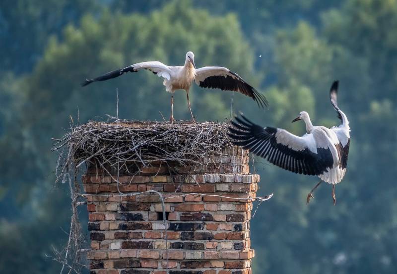Professional Chimney Animal Removal Services in Dover, Massachusetts