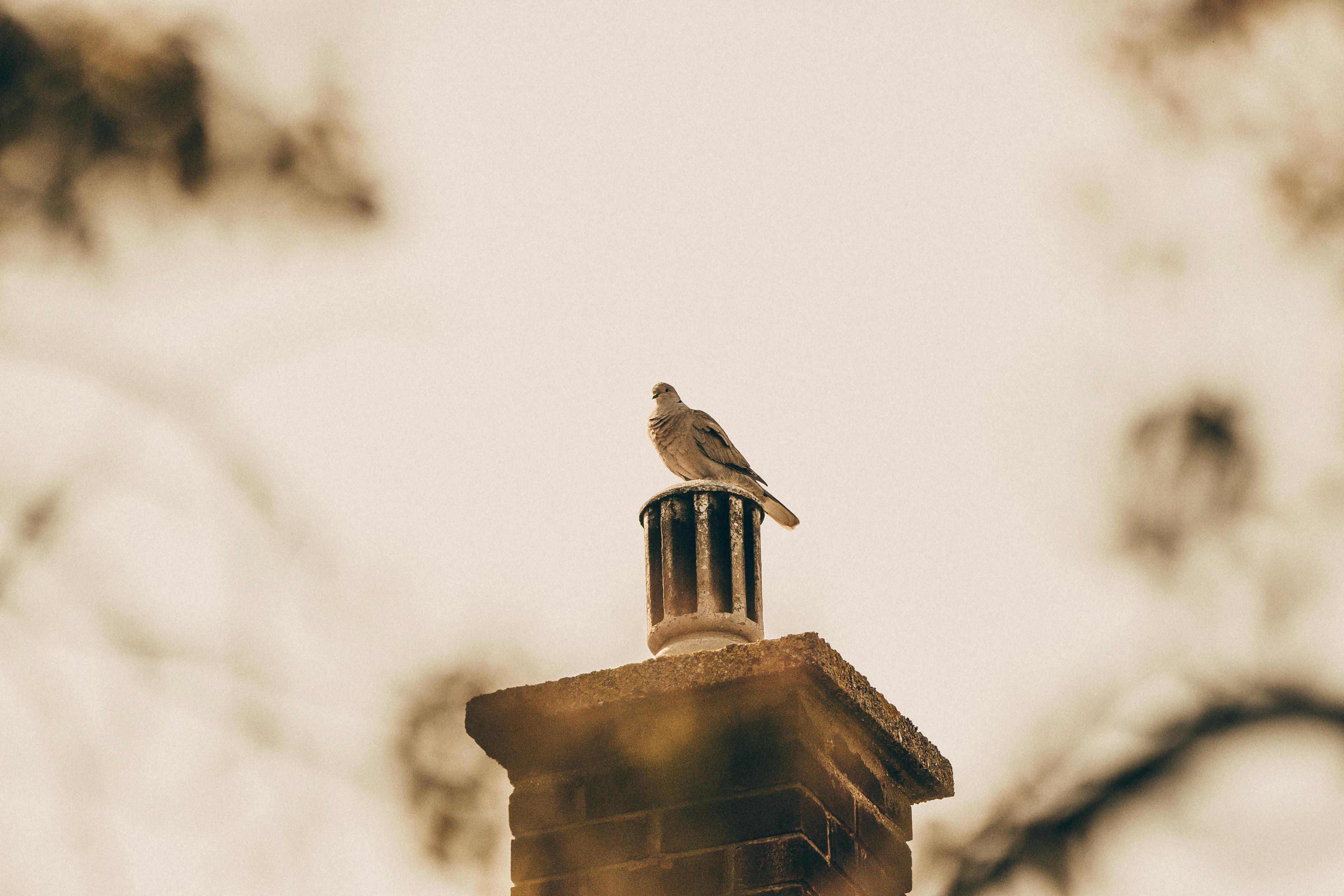 Expert Chimney Cap Installation in Dover, Massachusetts